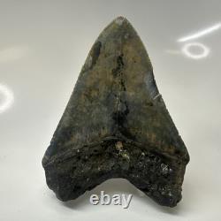 Megalodon Shark Tooth 4.10 Inch Authentic Serrated Fossil Natural 20495