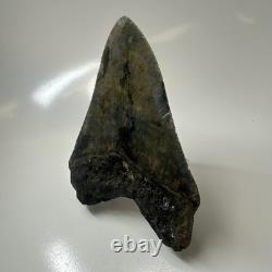 Megalodon Shark Tooth 4.10 Inch Authentic Serrated Fossil Natural 20495