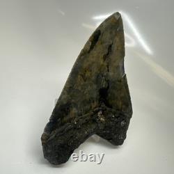 Megalodon Shark Tooth 4.10 Inch Authentic Serrated Fossil Natural 20495