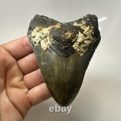 Megalodon Shark Tooth 4.10 Inch Authentic Serrated Fossil Natural 20495