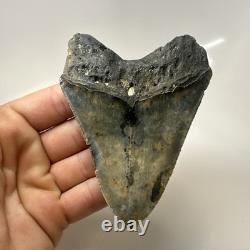 Megalodon Shark Tooth 4.10 Inch Authentic Serrated Fossil Natural 20495