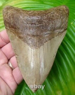 Megalodon Shark Tooth 4 & 11/16 Rare Ashepoo River Real Fossil = Sydni