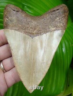 Megalodon Shark Tooth 4 & 11/16 Rare Ashepoo River Real Fossil = Sydni