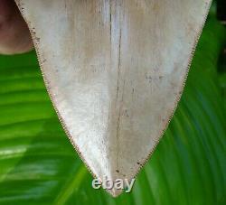 Megalodon Shark Tooth 4 & 11/16 Rare Ashepoo River Real Fossil = Sydni