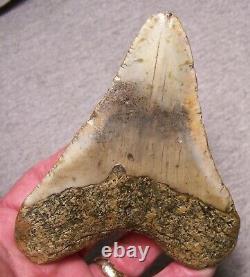 Megalodon Shark Tooth 4 11/16 Sharks Teeth Extinct Jaw Fossil No Repair Real