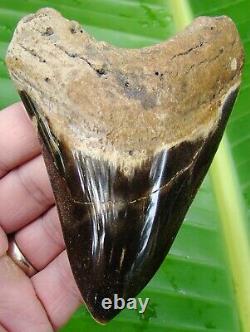 Megalodon Shark Tooth 4 & 11/16 in. COLORFUL POLISHED REAL FOSSIL