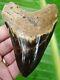 Megalodon Shark Tooth 4 & 11/16 In. Colorful Polished Real Fossil