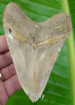 Megalodon Shark Tooth 4 & 11/16 in. COLORFUL POLISHED REAL FOSSIL