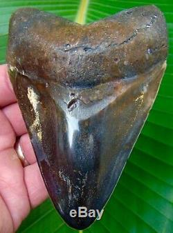 Megalodon Shark Tooth 4 & 11/16 in. REAL FOSSIL SHARKS TEETH JAW