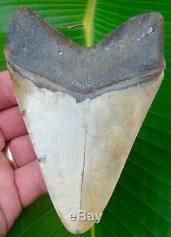 Megalodon Shark Tooth 4 & 11/16 in. REAL FOSSIL SHARKS TEETH JAW