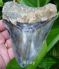 Megalodon Shark Tooth 4 & 13/16 OCEAN BLUE INDONESIAN NO RESTORATION