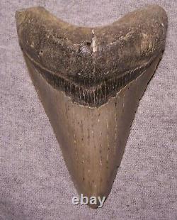 Megalodon Shark Tooth 4 13/16 Shark Teeth Extinct Jaw Fossil Huge No Repair