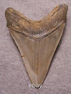 Megalodon Shark Tooth 4 13/16 Shark Teeth Extinct Jaw Fossil Huge No Repair