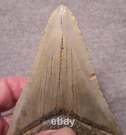Megalodon Shark Tooth 4 13/16 Shark Teeth Extinct Jaw Fossil Huge No Repair