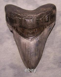 Megalodon Shark Tooth 4 13/16 Shark Teeth Extinct Jaw Fossil No Repair
