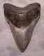 Megalodon Shark Tooth 4 13/16 Shark Teeth Extinct Jaw Fossil No Repair