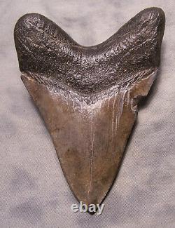 Megalodon Shark Tooth 4 13/16 Shark Teeth Extinct Jaw Fossil No Repair