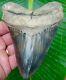 Megalodon Shark Tooth 4 13/16 In. Colorful Real Fossil No Restorations