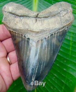Megalodon Shark Tooth 4 13/16 in. COLORFUL REAL FOSSIL NO RESTORATIONS