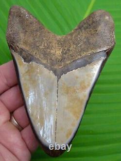 Megalodon Shark Tooth 4 & 15/16 Authentic Fossil Jaw