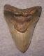 Megalodon Shark Tooth 4 15/16 Shark Teeth Extinct Jaw Fossil Huge No Repair