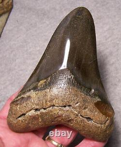 Megalodon Shark Tooth 4 15/16 Shark Teeth Fossil Stunning Diamond Polished