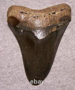 Megalodon Shark Tooth 4 15/16 Shark Teeth Fossil Stunning Diamond Polished