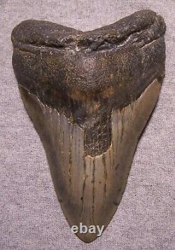 Megalodon Shark Tooth 4 15/16 Sharks Teeth Extinct Giant Fossil No Repair Real