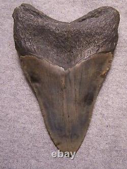 Megalodon Shark Tooth 4 15/16 Sharks Teeth Extinct Giant Fossil No Repair Real