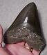 Megalodon Shark Tooth 4 15/16 Sharks Teeth Jaw Fossil Giant Diamond Polished
