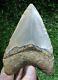Megalodon Shark Tooth 4.15 Extinct Fossil Authentic Not Restored (wt4-404)