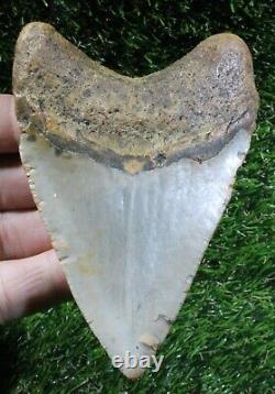 Megalodon Shark Tooth 4.15 Extinct Fossil Authentic NOT RESTORED (WT4-404)
