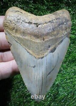 Megalodon Shark Tooth 4.15 Extinct Fossil Authentic NOT RESTORED (WT4-404)