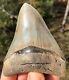 Megalodon Shark Tooth 4.15 Museum Quality Extinct Fossil Not Restored (m-39)