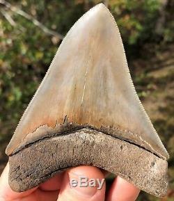 Megalodon Shark Tooth 4.15 Museum Quality Extinct Fossil NOT RESTORED (M-39)