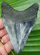 Megalodon Shark Tooth 4.15 In. Real Fossil High Quality No Restorations