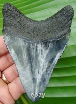 Megalodon Shark Tooth 4.15 in. REAL FOSSIL HIGH QUALITY NO RESTORATIONS