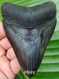 Megalodon Shark Tooth 4.15 in. REAL FOSSIL HIGH QUALITY NO RESTORATIONS