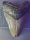 Megalodon Shark Tooth 4.15 Inch Giant Authentic Fossil Natural Real 14014