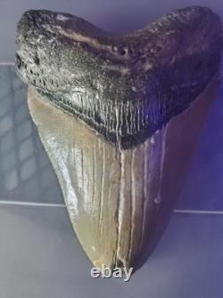 Megalodon Shark Tooth 4.15 inch Giant Authentic Fossil Natural Real 14014
