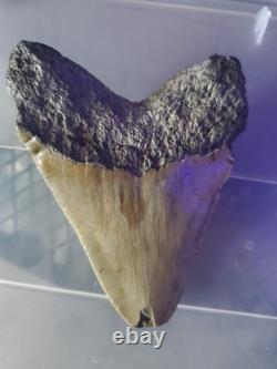Megalodon Shark Tooth 4.15 inch Giant Authentic Fossil Natural Real 14014