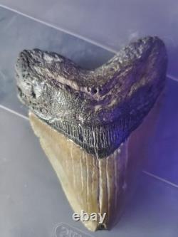 Megalodon Shark Tooth 4.15 inch Giant Authentic Fossil Natural Real 14014