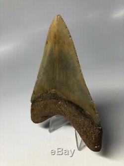 Megalodon Shark Tooth 4.17 Amazing Colorful Fossil Real 4677