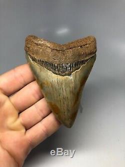 Megalodon Shark Tooth 4.17 Amazing Colorful Fossil Real 4677