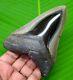 Megalodon Shark Tooth 4.18- Real Fossil Polished Blade Not Replica