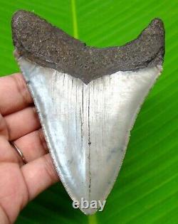 Megalodon Shark Tooth 4.18- Real Fossil Polished Blade Not Replica