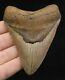 Megalodon Shark Tooth 4.19 Extinct Fossil Authentic Not Restored (cg14-22)