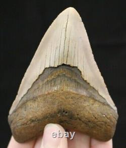 Megalodon Shark Tooth 4.19 Extinct Fossil Authentic NOT RESTORED (CG14-22)