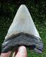 Megalodon Shark Tooth 4.19 Extinct Fossil Authentic Not Restored (wt4-406)