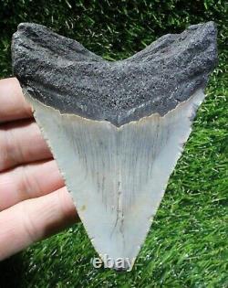 Megalodon Shark Tooth 4.19 Extinct Fossil Authentic NOT RESTORED (WT4-406)